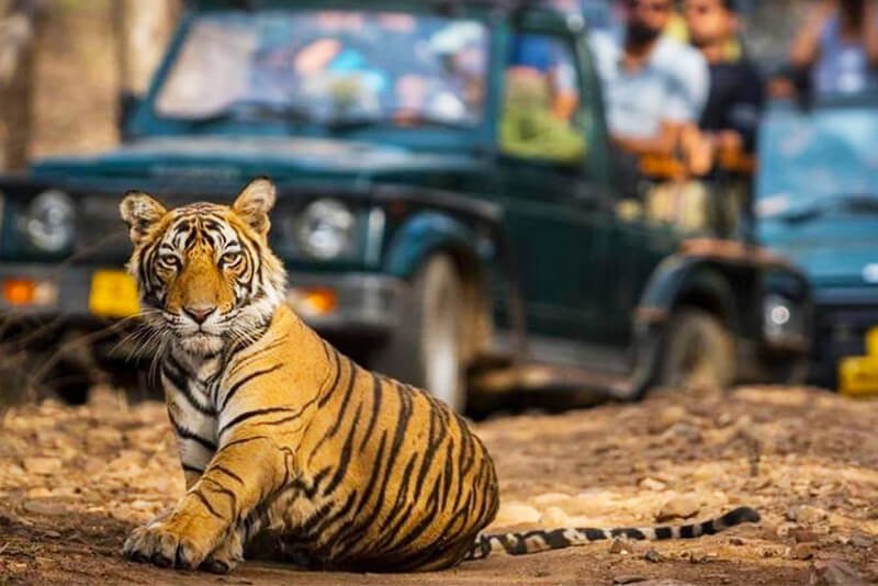 Corbett Jeep Safari