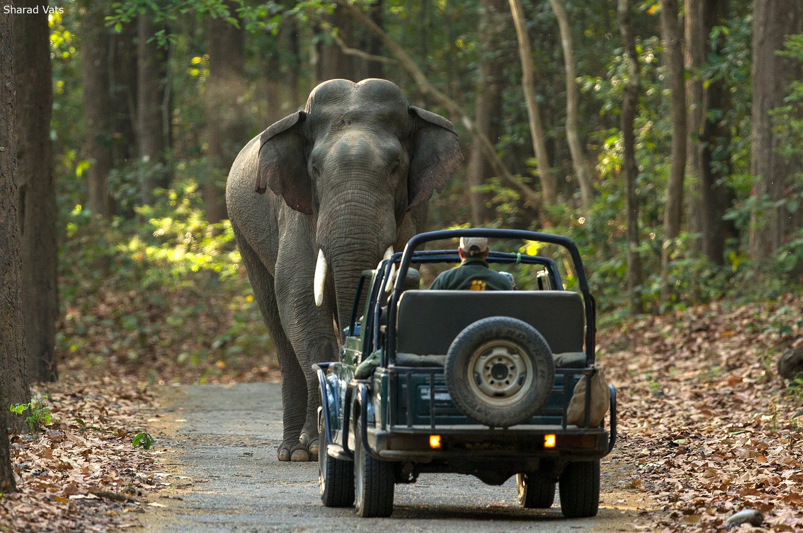 Dhikala Forest Rest House