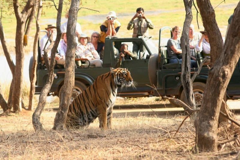 Online Safari Booking