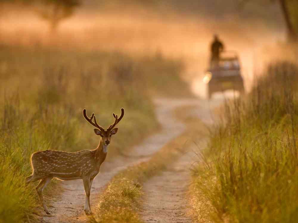 Jhirna Zone Jim Corbett