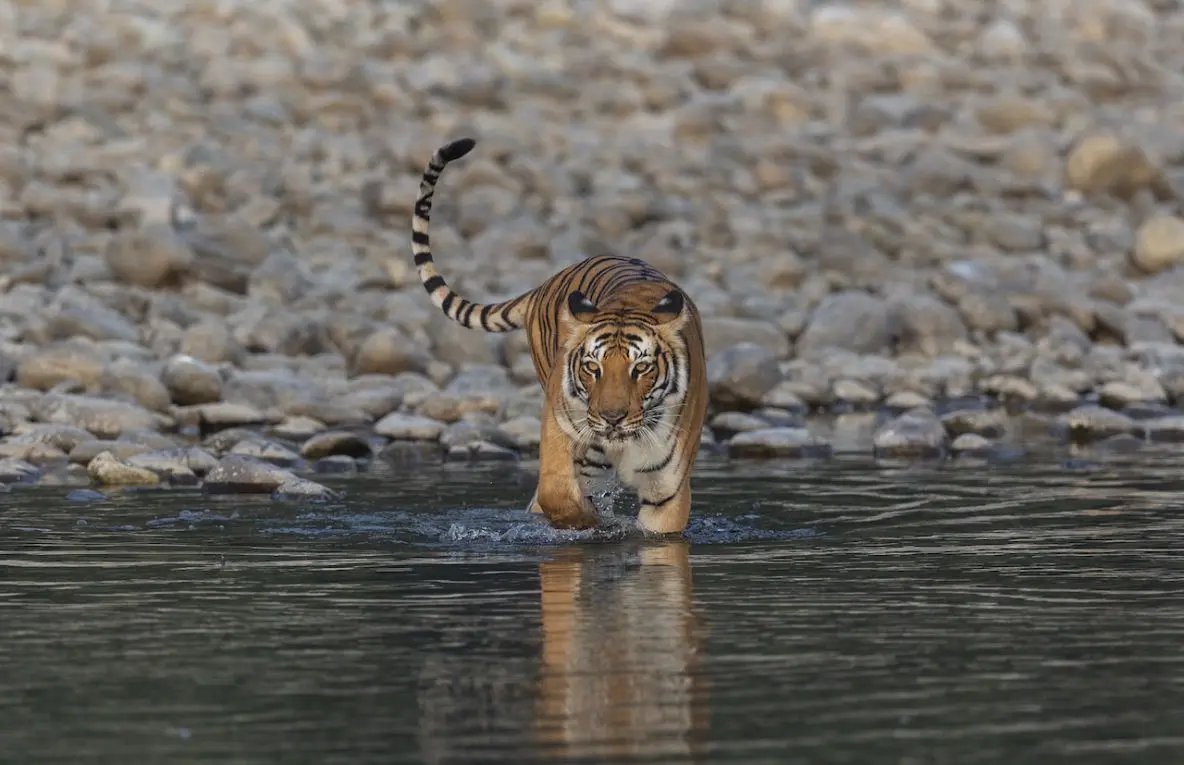 Sonanadi Zone Jim Corbett